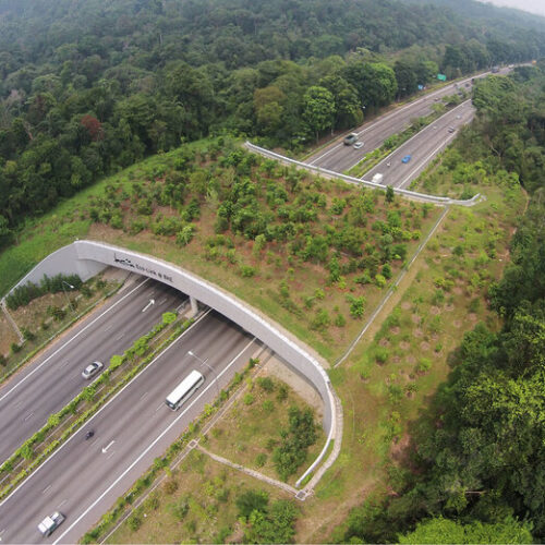 These Beautiful Wildlife Bridges Are Saving Animal Lives