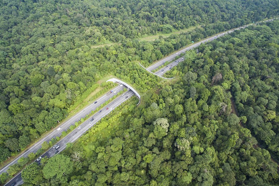 These Beautiful Wildlife Bridges Are Saving Animal Lives