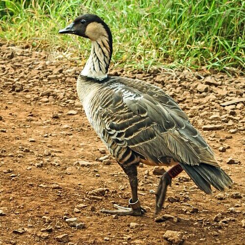 Hawaii’s State Bird Soars Back From Brink of Extinction After Only 30 Birds Left on Islands