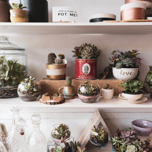 11 Ways Plants Enhance Your Mental and Emotional Health