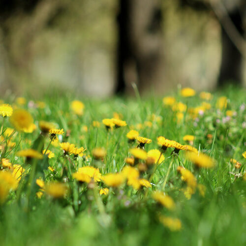 Want to Help Bees? Leave the Dandelions Alone This Spring