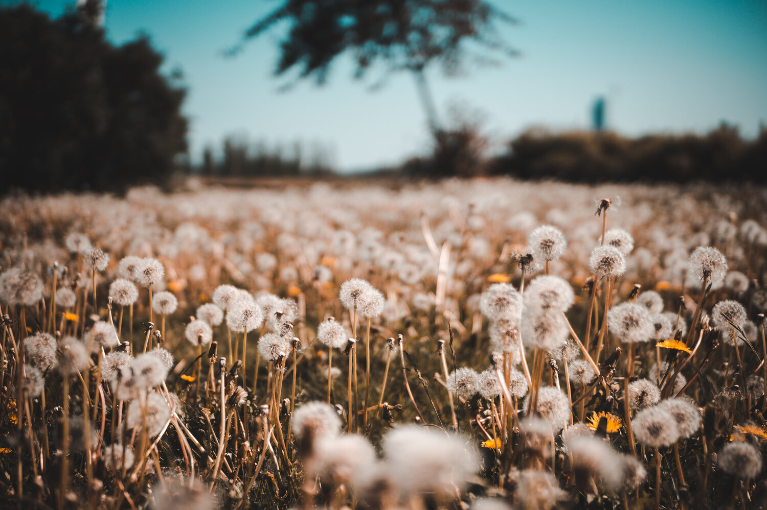 Want to Help Bees? Leave the Dandelions Alone This Spring