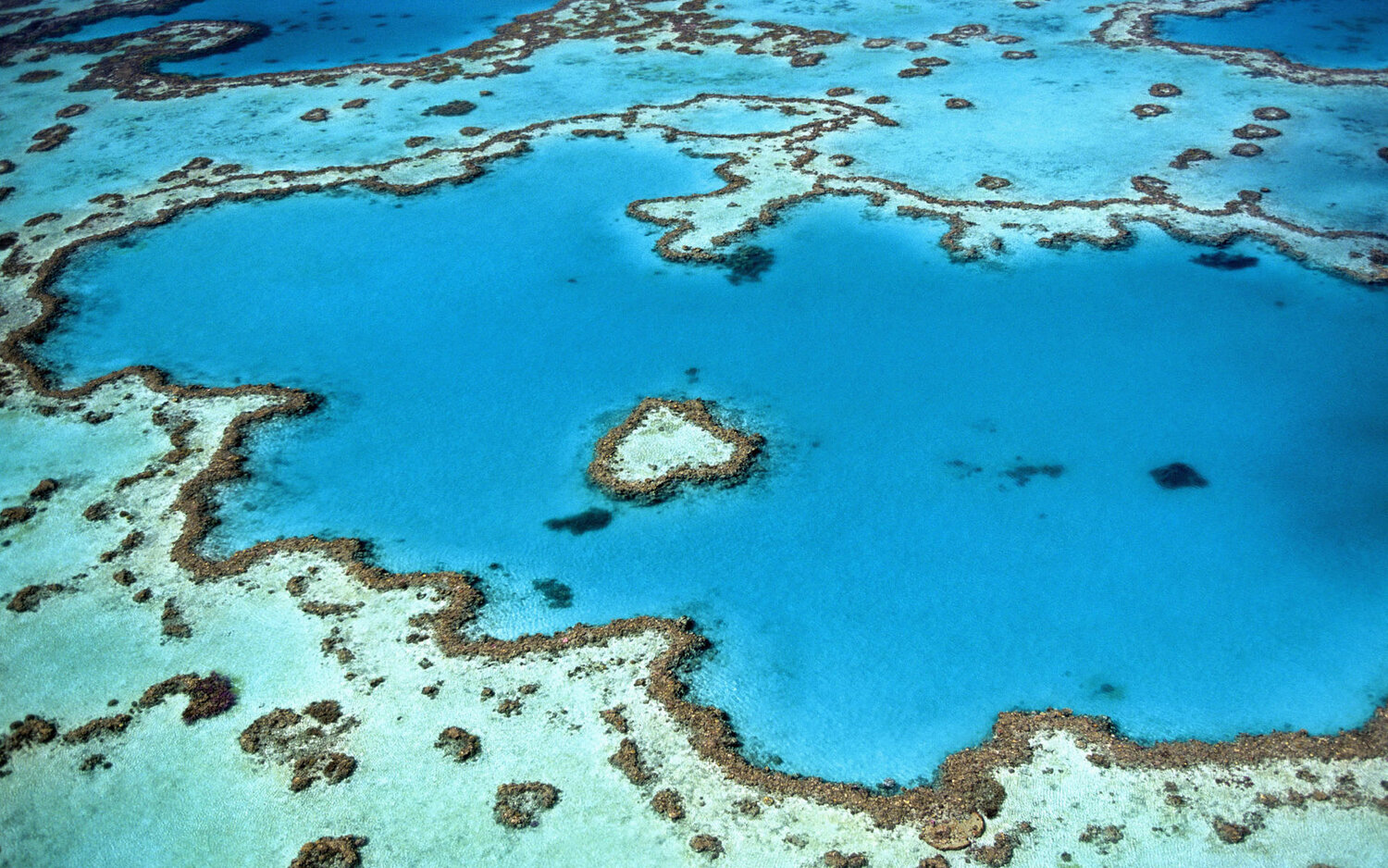 Warming, acidic oceans may nearly eliminate coral reef habitats by 2100