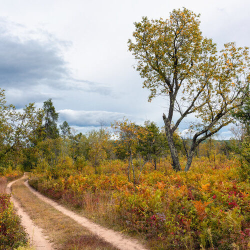 Farming in the Forest: A Chance to Reverse 1,000 Years of Destructive Land-Use Practices