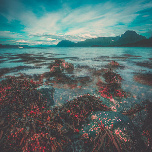 Coastal Dutch ‘Farm’ Grows Seaweed to Filter Pollution From Their Favorite Beach And Tackle Climate Change