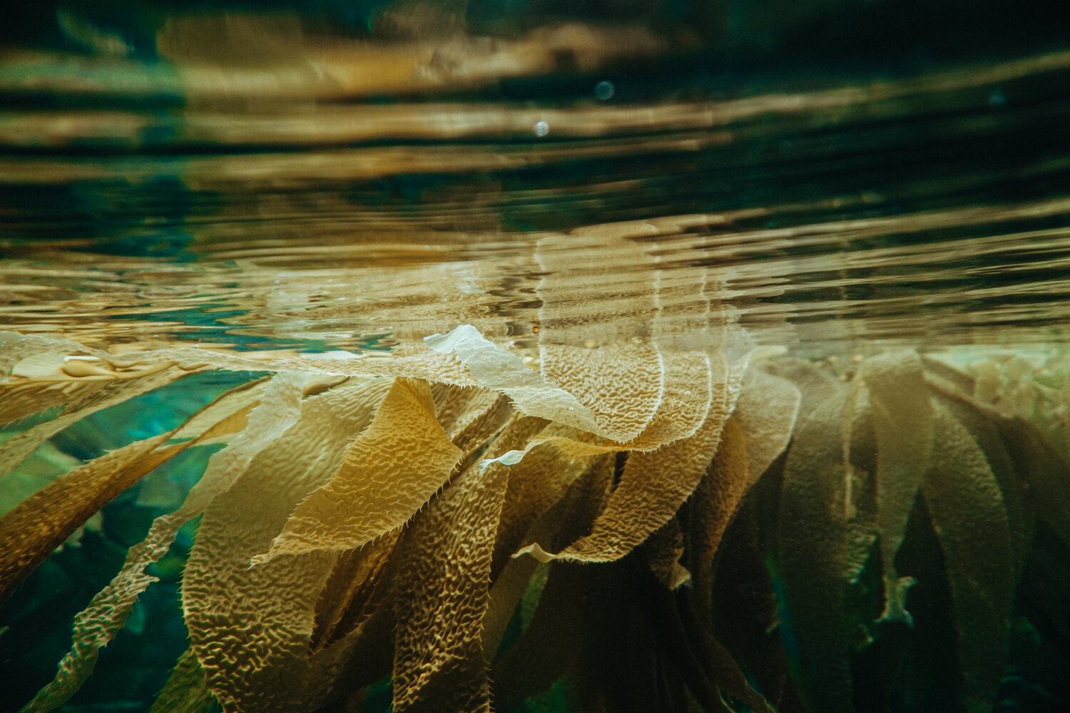 Coastal Dutch ‘Farm’ Grows Seaweed to Filter Pollution From Their Favorite Beach And Tackle Climate Change