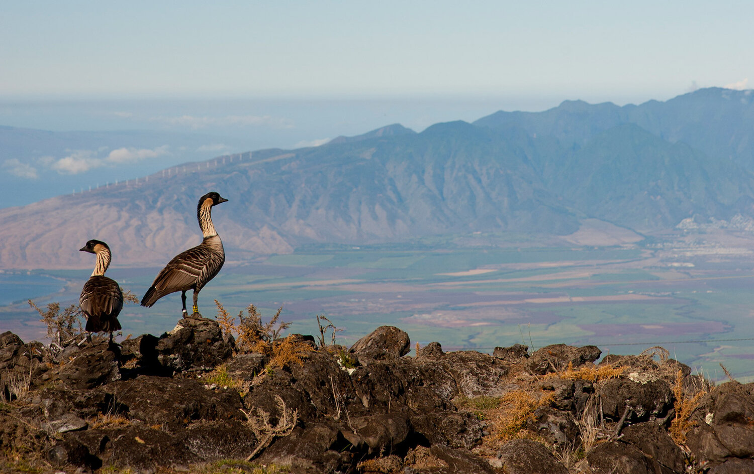 Hawaii’s State Bird Soars Back From Brink of Extinction After Only 30 Birds Left on Islands