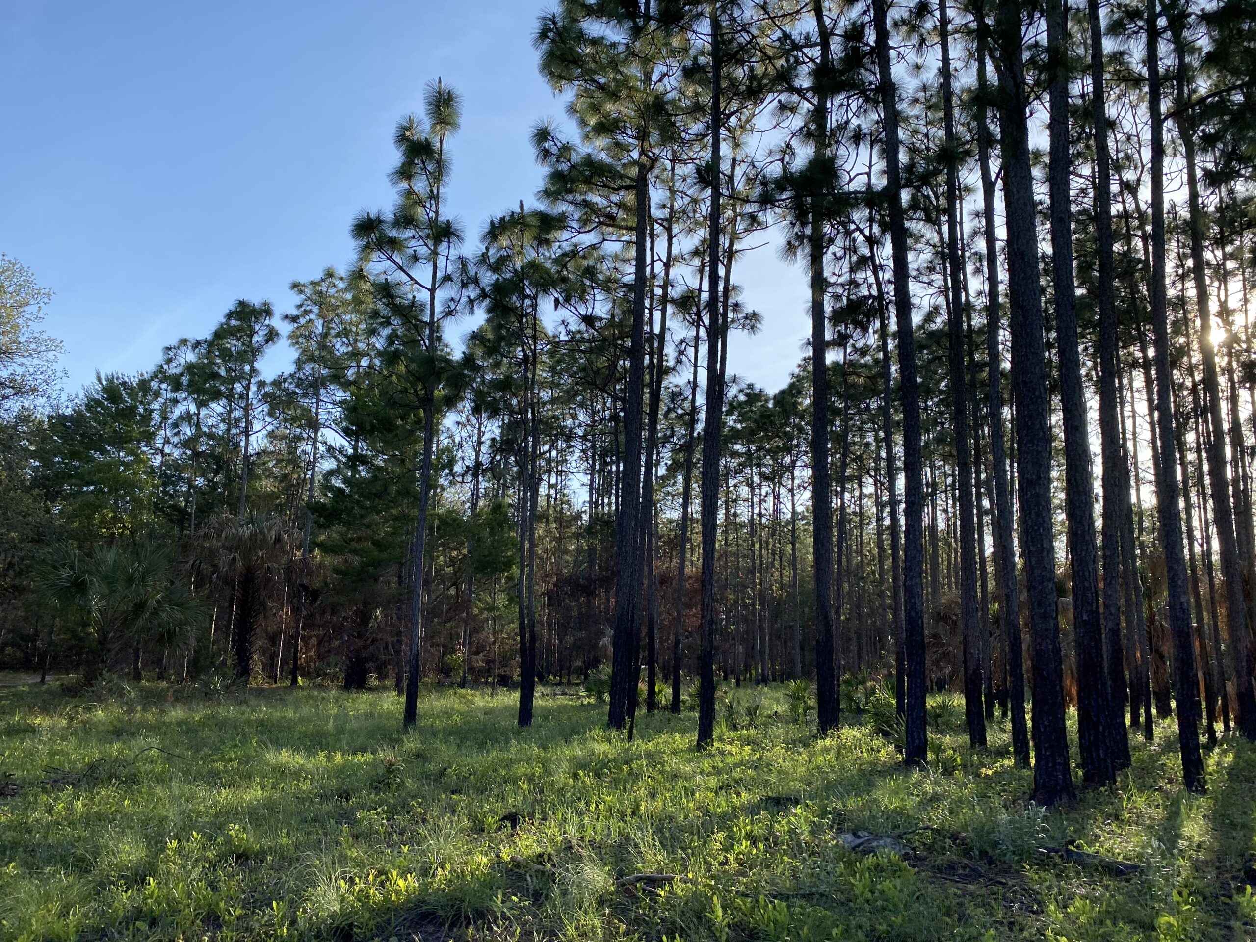 Forest Fungi Network