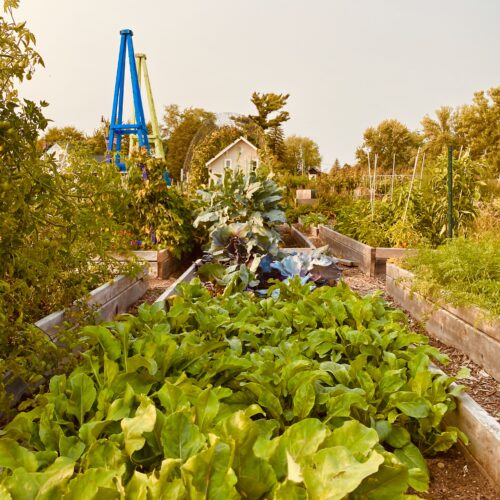 Gardening for Mental health